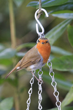 Robin on chain